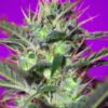 Buy Botafumeiros Feminized Seeds by Sweet Seeds in America