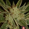 Bubble Gum Feminized Seeds