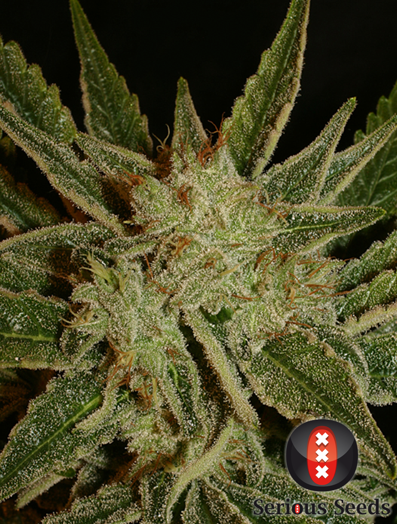 Bubble Gum Feminized Seeds