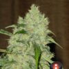 Bubble Gum Feminized Seeds