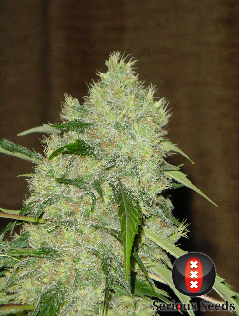 Bubble Gum Feminized Seeds