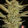 Bubble Gum Feminized Seeds