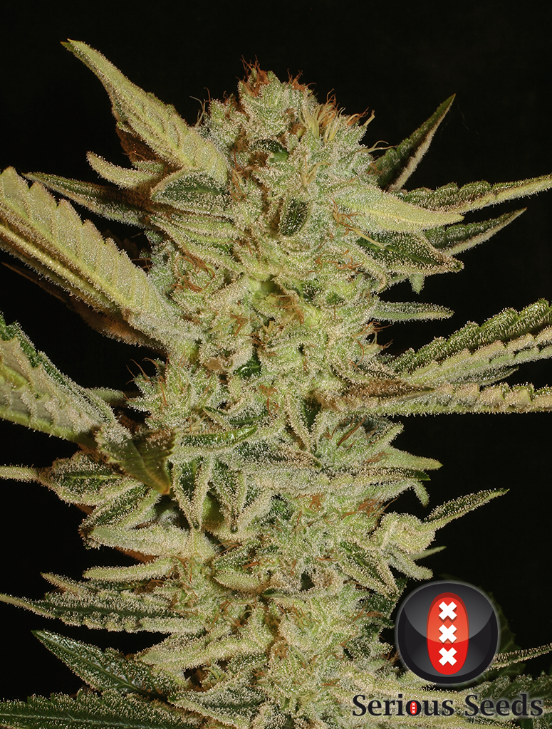 Bubble Gum Feminized Seeds