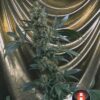 Bubble Gum Feminized Seeds