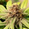 Buy Bubble Kush Feminized Seeds by Royal Queen Seeds in America - Image 2