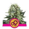 Buy Bubble Kush Feminized Seeds by Royal Queen Seeds in America