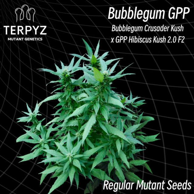 Bubblegum GPP Regular Seeds