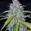 Buy Six Shooter Auto Feminized Seeds by FastBuds in America - Image 4