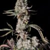 Buy Gorilla Zkittlez Auto Feminized Seeds by FastBuds in America - Image 4