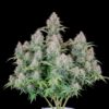 Buy Original Cinderella Auto Feminized Seeds by FastBuds in America - Image 2