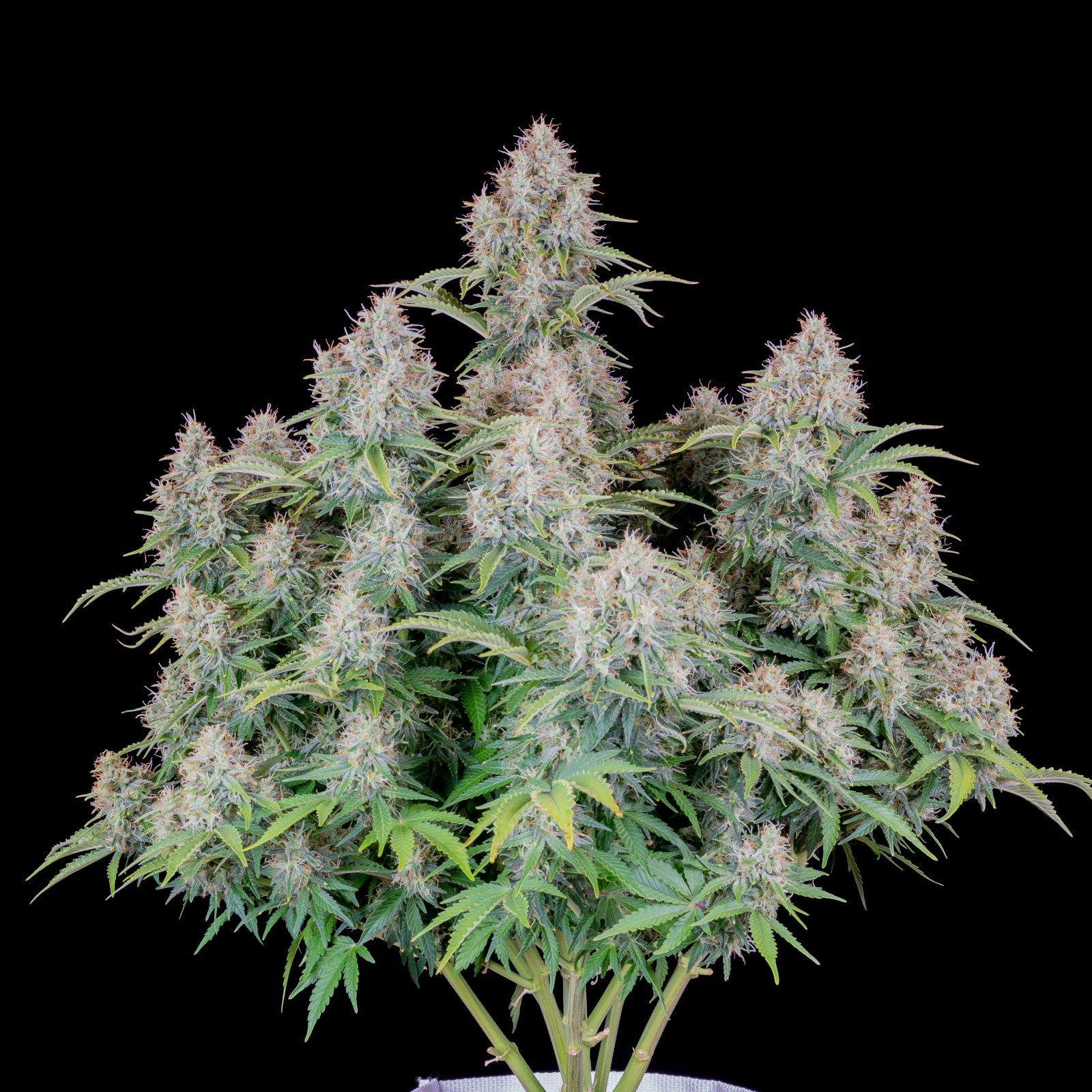 Buy Original Cinderella Auto Feminized Seeds by FastBuds in America - Image 2