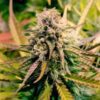 Buy Candy Kush Express FAST Feminized Seeds by Royal Queen Seeds in America - Image 2