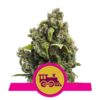 Buy Candy Kush Express FAST Feminized Seeds by Royal Queen Seeds in America