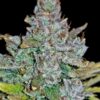 Buy Blue Dream Auto Feminized Seeds by FastBuds in America - Image 4