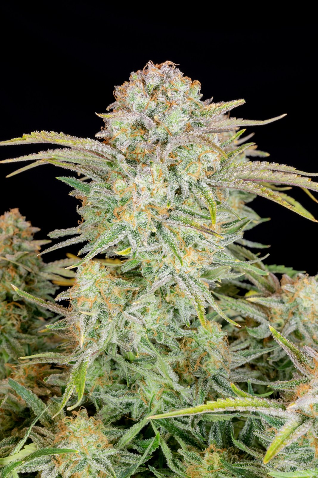 Buy Bruce Banner Auto Feminized Seeds by FastBuds in America - Image 4