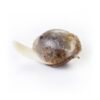 Buy Medical Mix CBD Feminized Seeds by Royal Queen Seeds in America - Image 2