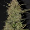 Buy Original OG Kush Auto Feminized Seeds by FastBuds in America - Image 4