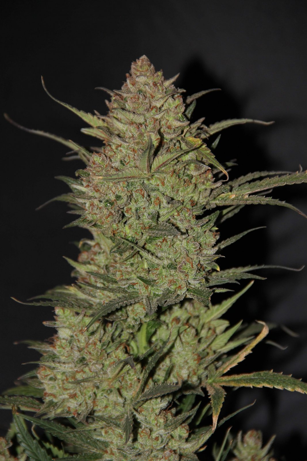 Buy Original OG Kush Auto Feminized Seeds by FastBuds in America - Image 4