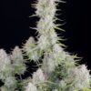 Buy Wedding Cheesecake Auto Feminized Seeds by FastBuds in America - Image 3