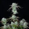 Buy Strawberry Banana Auto Feminized Seeds by FastBuds in America - Image 2
