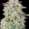 Buy Forbidden Runtz Auto Feminized Seeds by FastBuds in America - Image 4