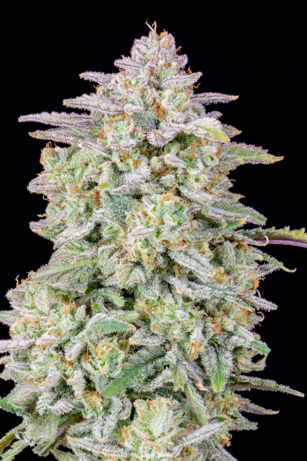 Buy Forbidden Runtz Auto Feminized Seeds by FastBuds in America - Image 4