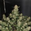 Buy Original OG Kush Auto Feminized Seeds by FastBuds in America - Image 2