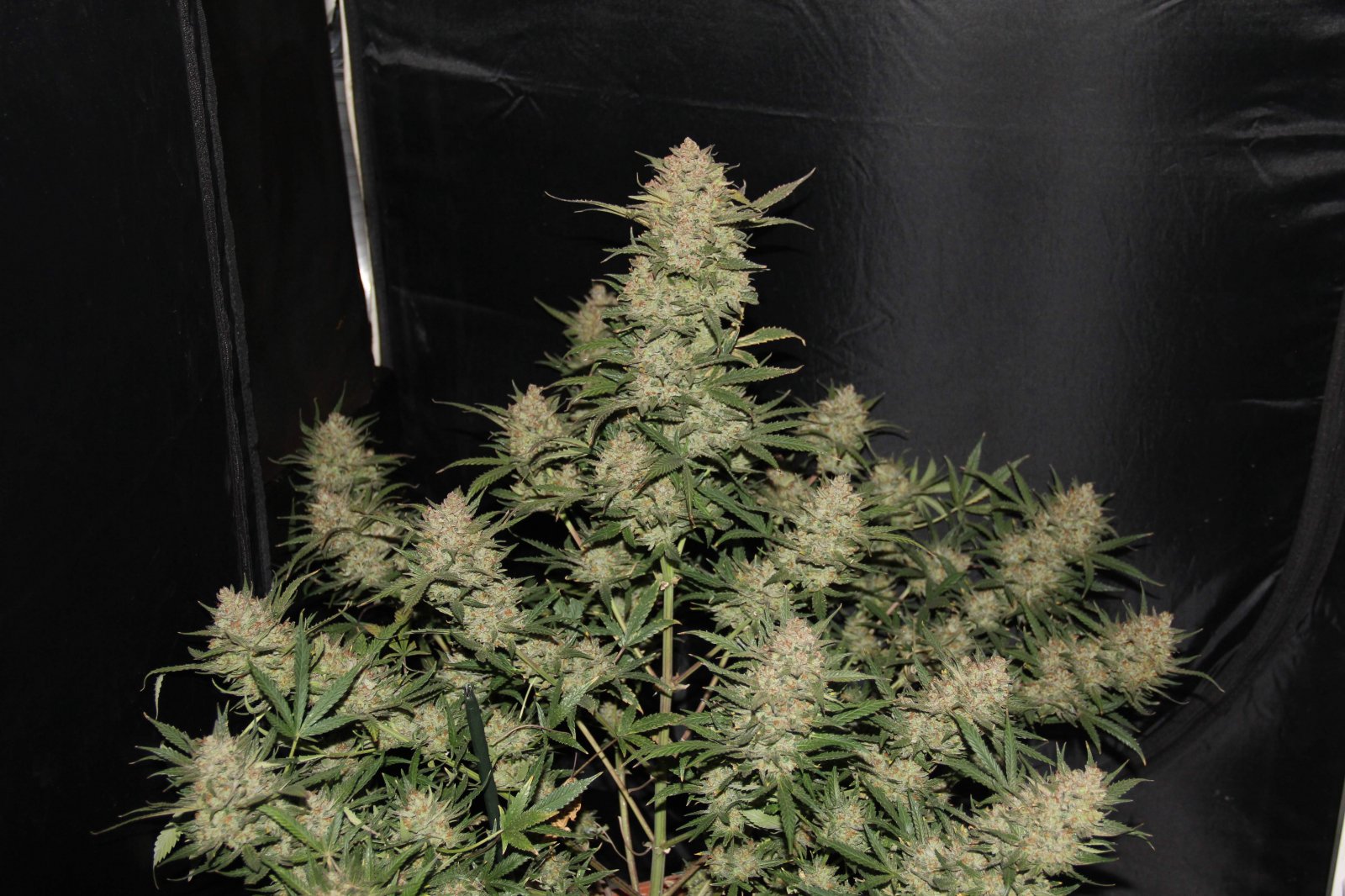 Buy Original OG Kush Auto Feminized Seeds by FastBuds in America - Image 2