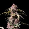 Buy Amnesia Zkittlez Auto Feminized Seeds by FastBuds in America - Image 2