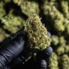 Buy Chocolate Haze Feminized Seeds by Royal Queen Seeds in America - Image 2