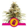 Buy Chocolate Haze Feminized Seeds by Royal Queen Seeds in America - Image 3