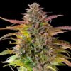 Buy Cookies Gelato Feminized Seeds by Royal Queen Seeds in America - Image 2