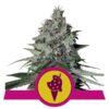 Buy Cookies Gelato Feminized Seeds by Royal Queen Seeds in America