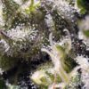 Buy Cream Caramel Auto Feminized Seeds by Sweet Seeds in America - Image 2