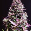 Buy Cream Caramel Auto Feminized Seeds by Sweet Seeds in America