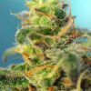Buy Cream Caramel CBD Feminized Seeds by Sweet Seeds in America - Image 2