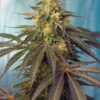 Buy Cream Caramel CBD Feminized Seeds by Sweet Seeds in America
