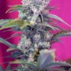 Buy Cream Mandarine Auto Feminized Seeds by Sweet Seeds in America
