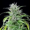Buy Critical Kush Feminized Seeds by Royal Queen Seeds in America - Image 2