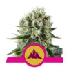Buy Critical Kush Feminized Seeds by Royal Queen Seeds in America