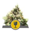 Buy Critical Regular Seeds by Royal Queen Seeds in America