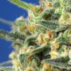 Buy Crystal Candy F1 Fast Version Feminized Seeds by Sweet Seeds in America - Image 2