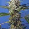 Buy Crystal Candy F1 Fast Version Feminized Seeds by Sweet Seeds in America
