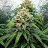 Buy Dance World CBD Feminized Seeds by Royal Queen Seeds in America - Image 2