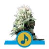 Buy Dance World CBD Feminized Seeds by Royal Queen Seeds in America
