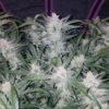 Buy Mexican Airlines Auto Feminized Seeds by FastBuds in America - Image 3