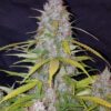 Buy Californian Snow Auto Feminized Seeds by FastBuds in America - Image 4