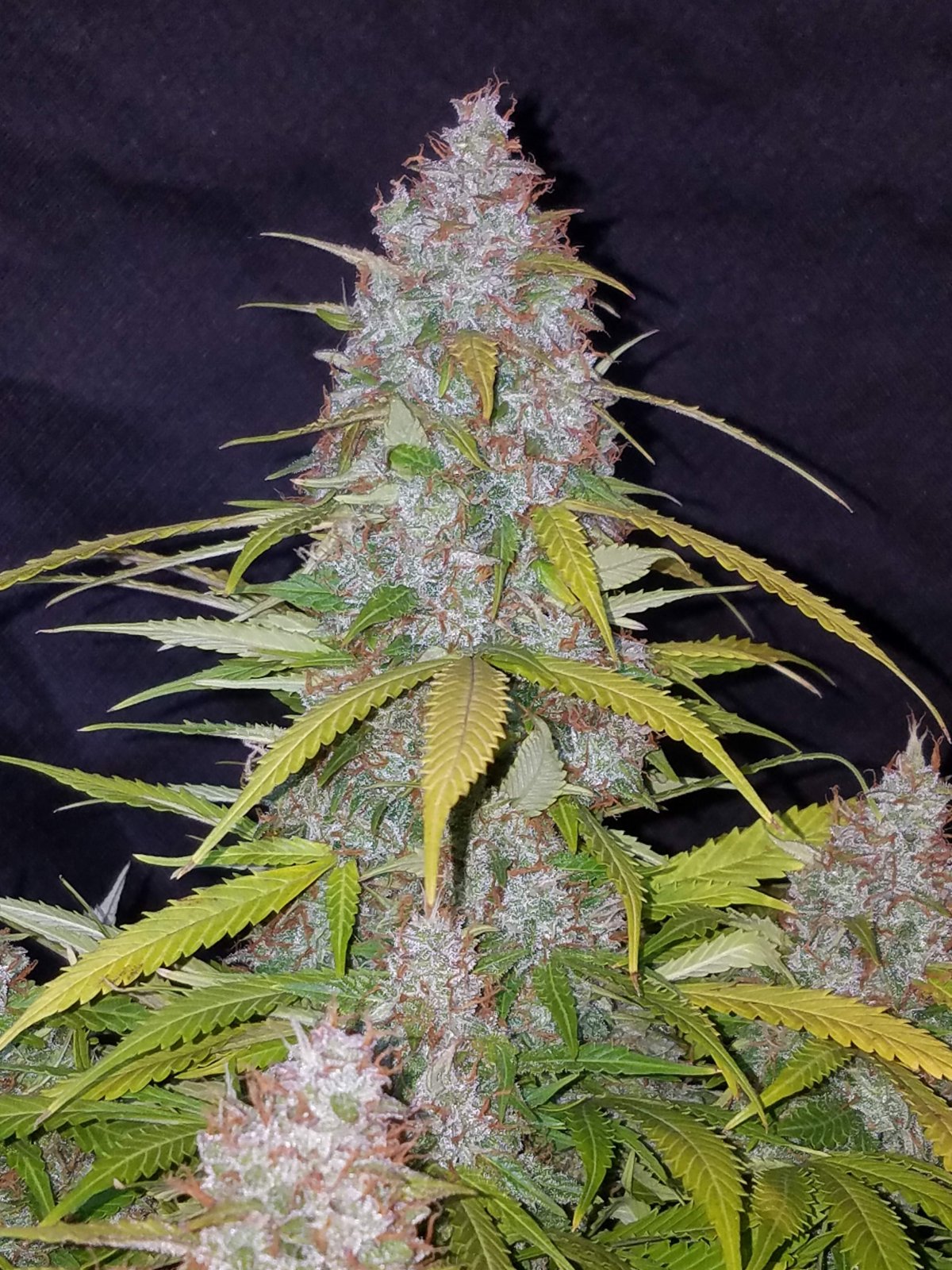 Buy Californian Snow Auto Feminized Seeds by FastBuds in America - Image 4