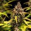 Buy Do-Si-Dos Auto Feminized Seeds by Royal Queen Seeds in America - Image 2