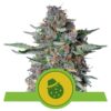 Buy Do-Si-Dos Auto Feminized Seeds by Royal Queen Seeds in America
